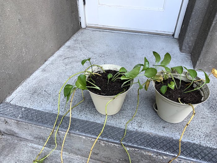 two potted plants with long trailing vines sitting on a concrete step