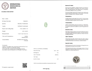 Paraiba Tourmaline 3