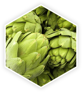 Artichoke — source of cynarin and luteolin