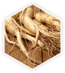 Panax ginseng root — Korean red ginseng