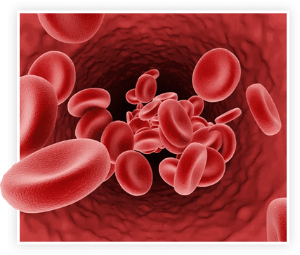 Red blood cells — healthy circulation is foundational to male vitality