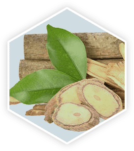 Tongkat Ali root — a traditional Southeast Asian herb