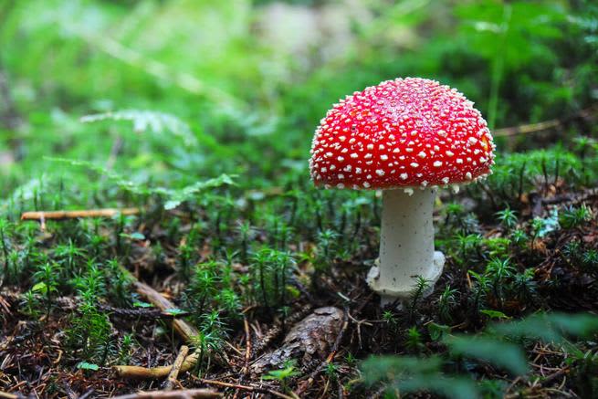 Close up shot of an Amanita muscaria