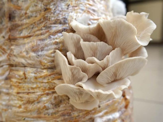 mycoremediation oyster mushrooms 1 