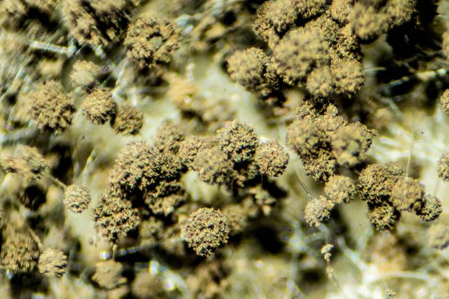 mycoremediation aspergillus tubingensis 1 