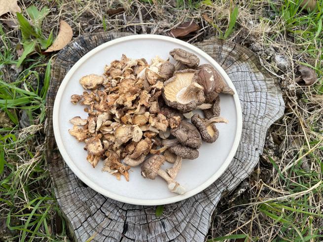 Dehydrating Mushrooms, Making Mushroom Powder