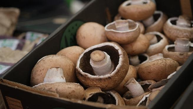 types mushrooms portobello 1 