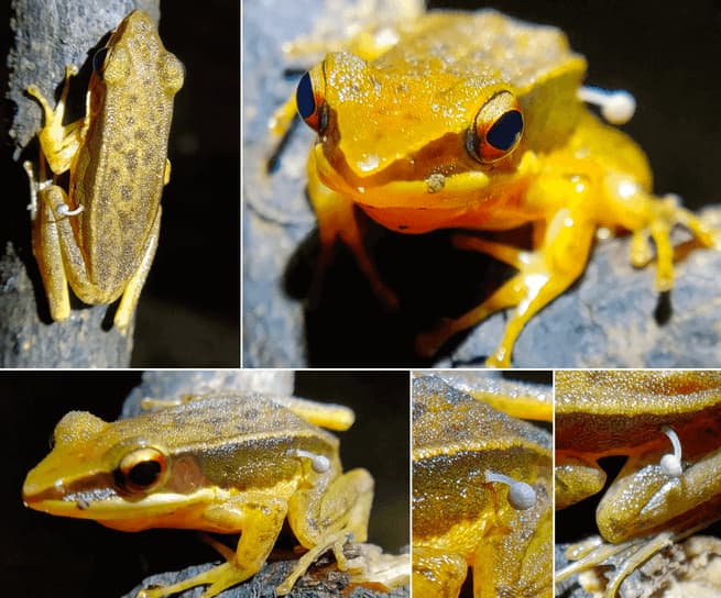 mushroom frog study first finding 1 