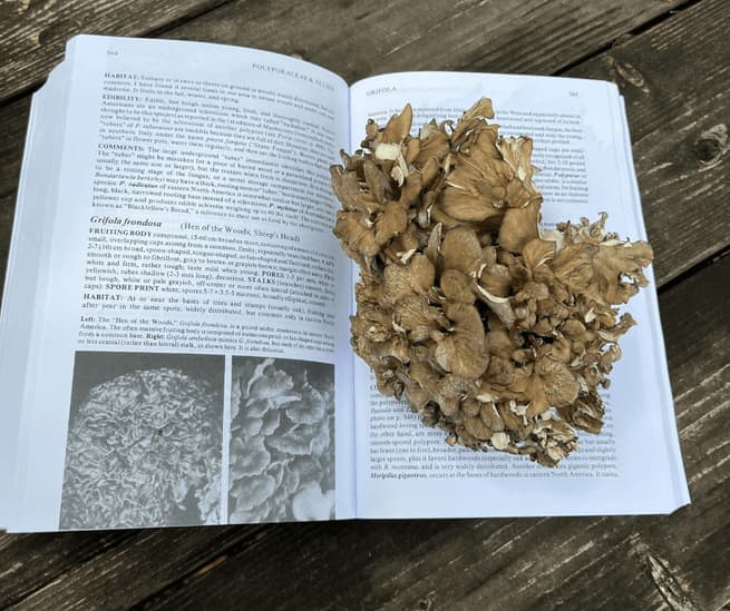 Mushrooms Demystified open page to Maitake with Hen-of-the-Woods mushrooms 