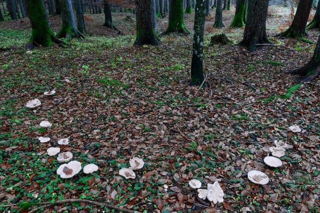 mushrooms irish folklore fairy rings