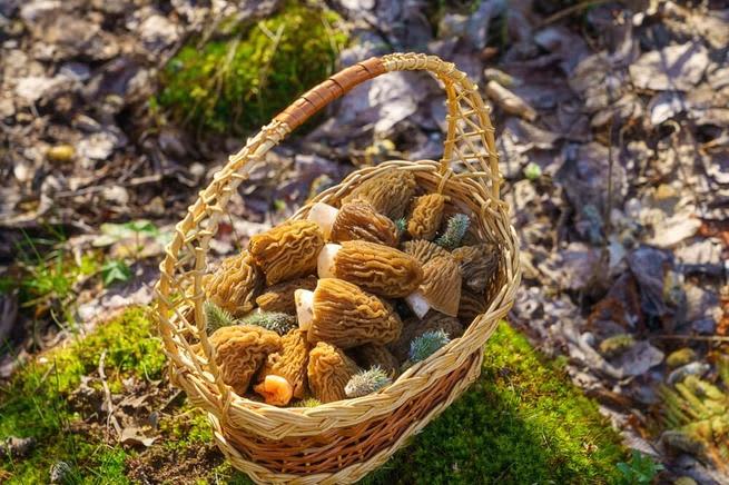 types mushrooms morel 1 