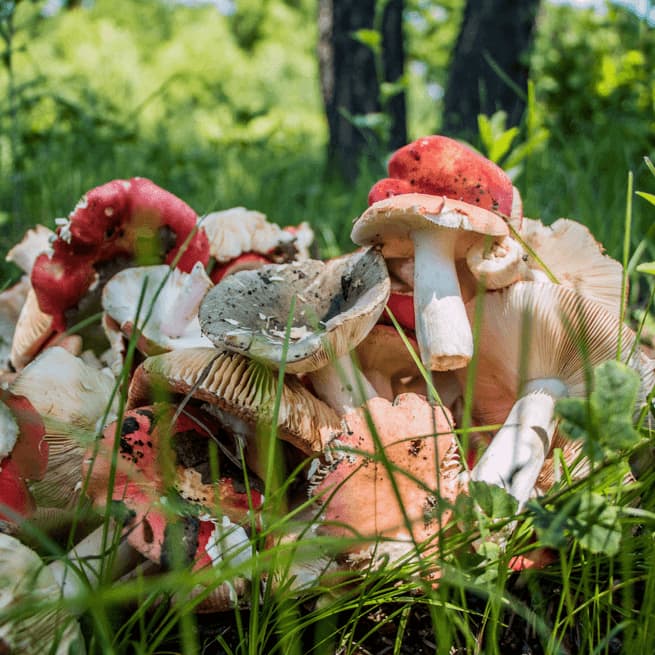 mushroom santa claus mushroom pile