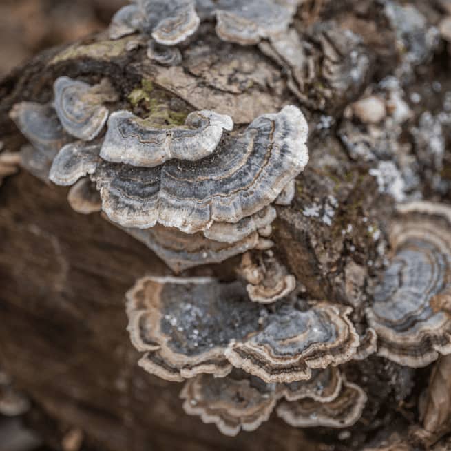 0turkeytail 1 