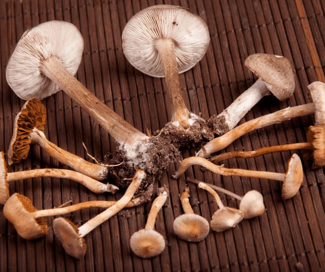 characteristics of toxic mushrooms 1 