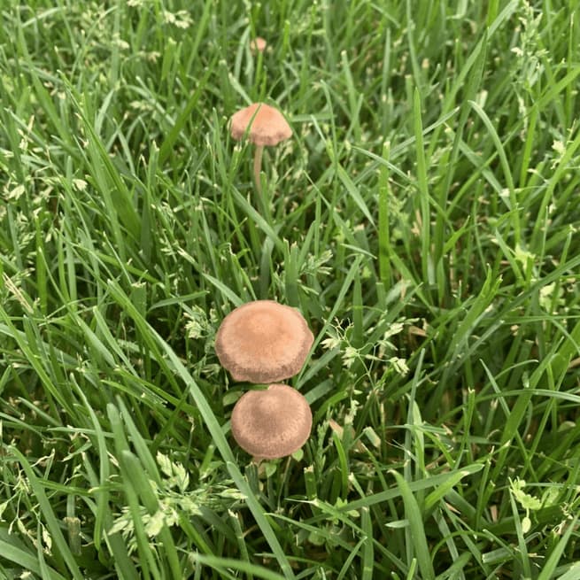 Types Of Yard Mushrooms Identification Guide WCYPM
