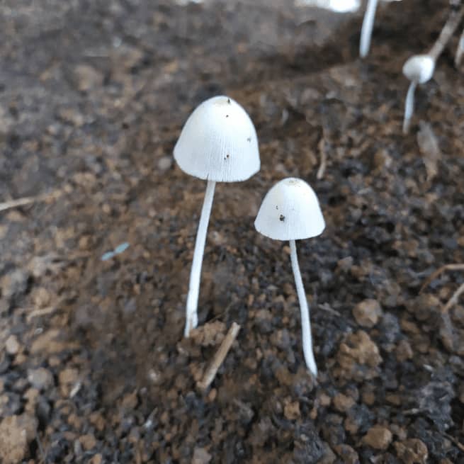 0ppanaeolus cyanescens 1 