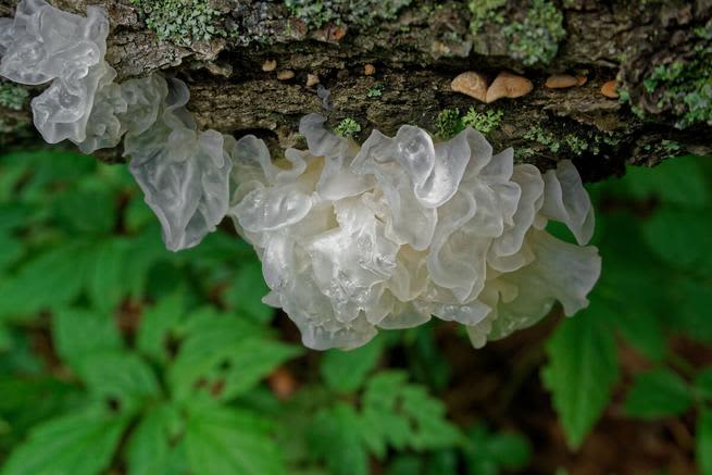 Silver ear mushrooms on a branch