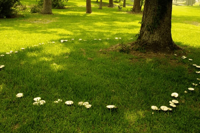 fairyrings 1 