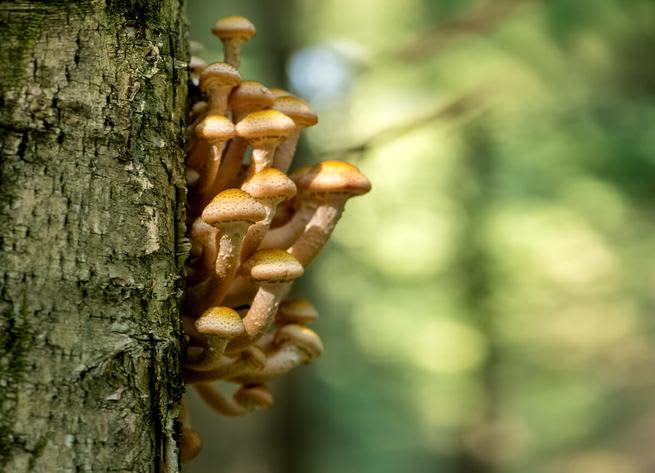 Honey fungus growing from a tree