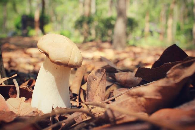 King trumpet mushroom on the ground