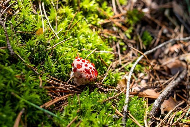 Hydnellum peckii