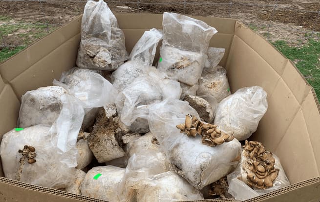 A large cardboard box full of large mycelium blocks with small oyster mushrooms growing on some blocks.