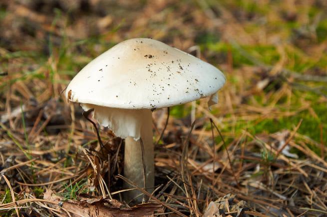 Death cap fungus