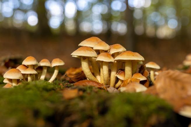 Portrait of golden teacher mushrooms