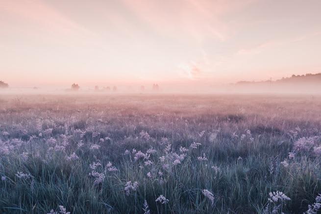 Beautiful meadow of flowers