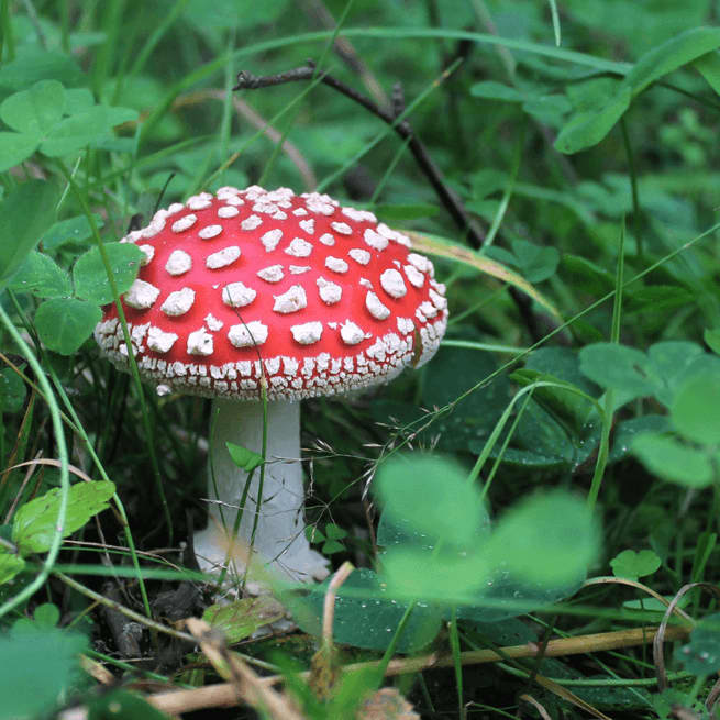 0flyagaric 2 1 