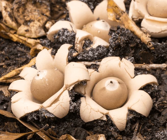 10earthstar 1 