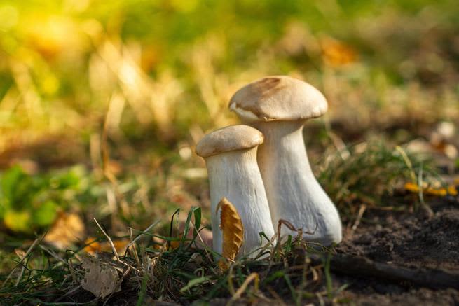 King oyster mushrooms on the ground