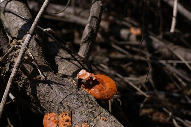 ganoderma lucidum reishi liver protection natural