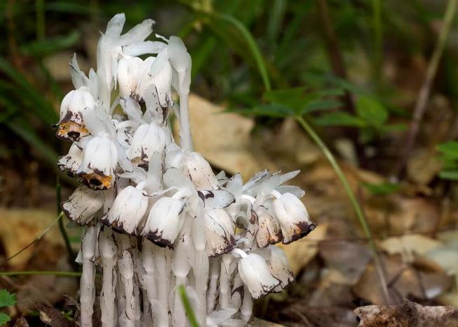 ghost pipe indian monotropa uniflora 01 1 