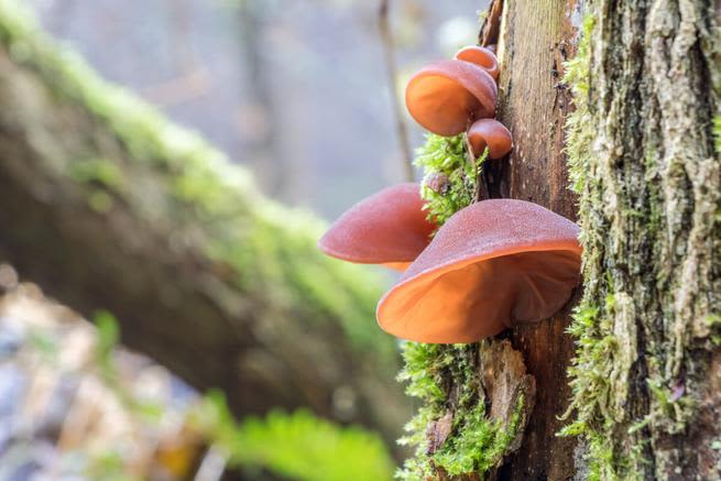 Wood ear mushrooms growing from a tree branch