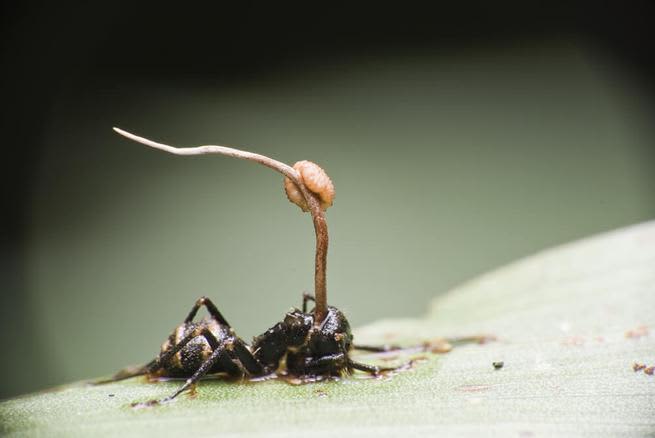 Cordyceps Ant Brain 