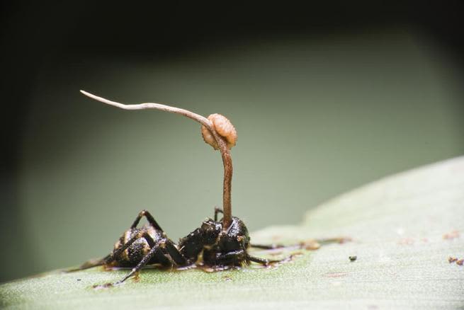 cordyceps ant brain