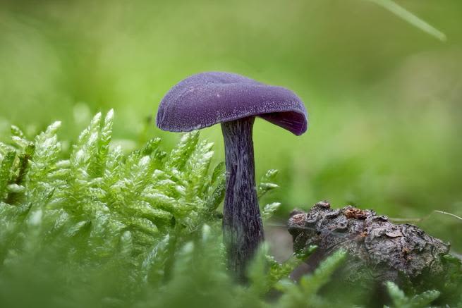 Amethyst deceiver