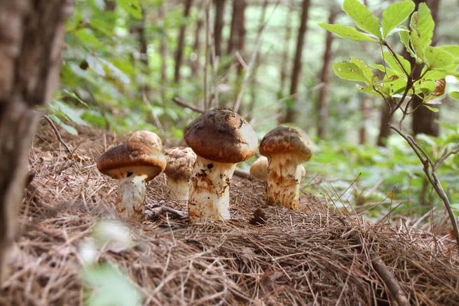 Songyi mushrooms growing from the ground