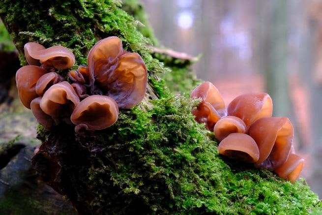 Wood ear mushrooms on a branch