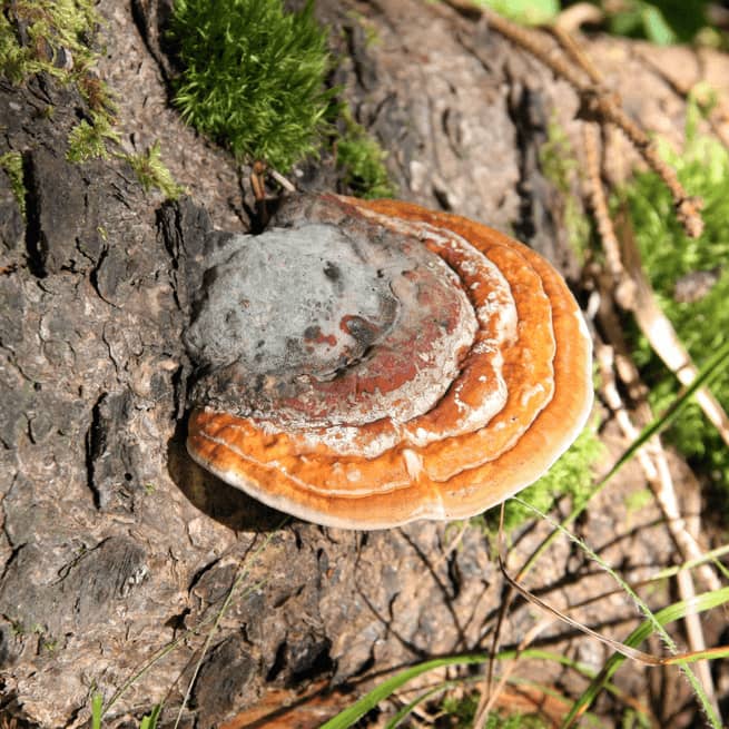 reishi mushrooms functional types