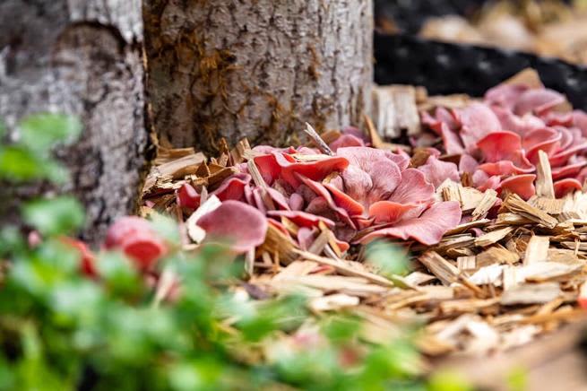 Pink oyster mushrooms near a tree