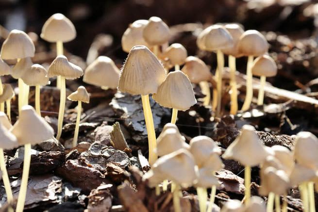 mushrooms irish folklore liberty cap mushrooms 1 