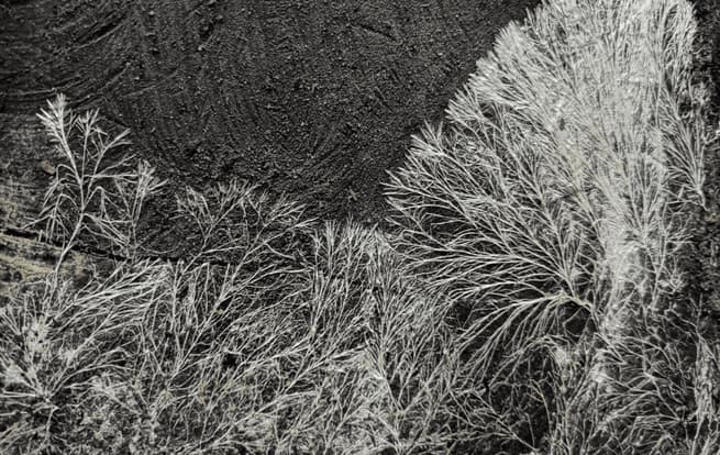 White mycelium growing along a gray surface.