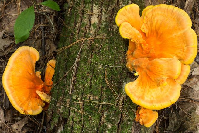 Laetiporus sulphureus growing from a branch