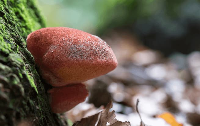 beefsteak mushroom