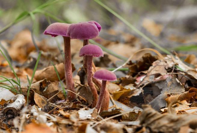 Amethyst deceiver mushrooms