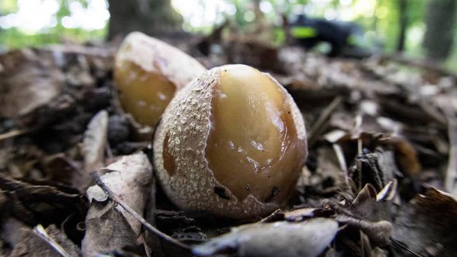 Stinkhorn eggs