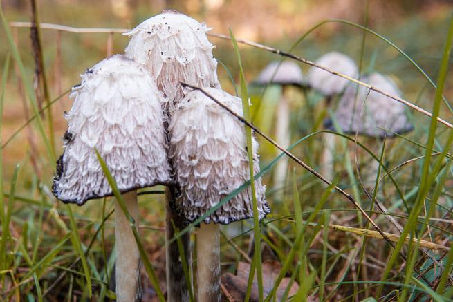 Close up shot of shaggy mane mushrooms