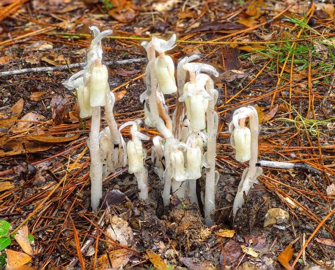 ghost pipe indian monotropa uniflora 03 02